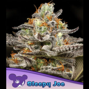 Sleepy Joe  5 u. fem Anesia