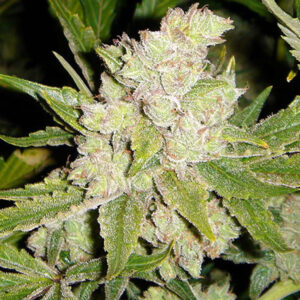 Sogouda  3 u. fem. Soma Seeds