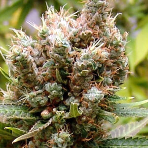 Somalicious  3 u. fem. Soma Seeds