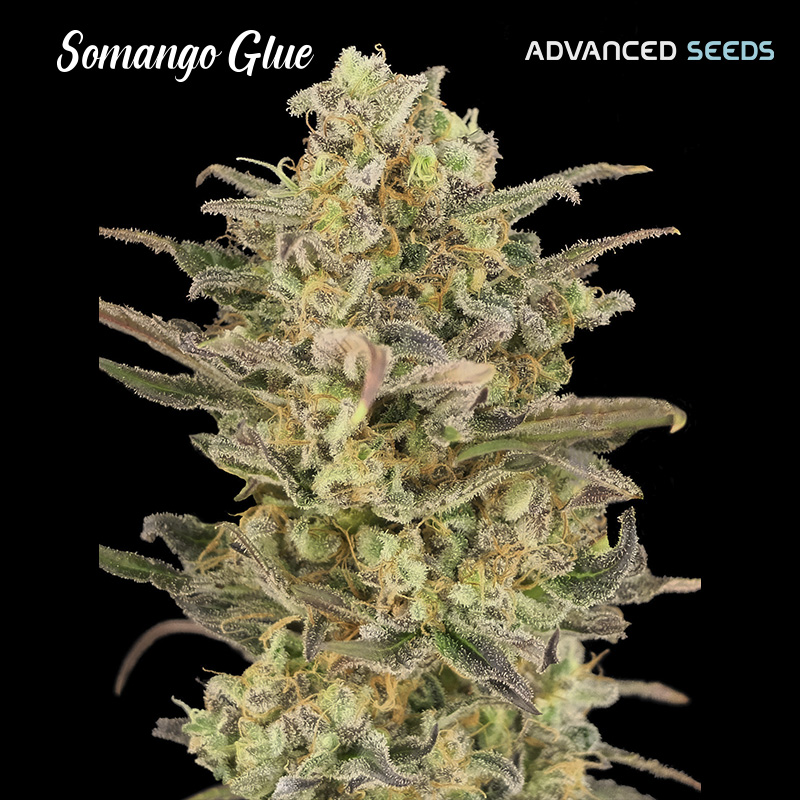 Somango Glue 25 u. fem. Advanced Seeds