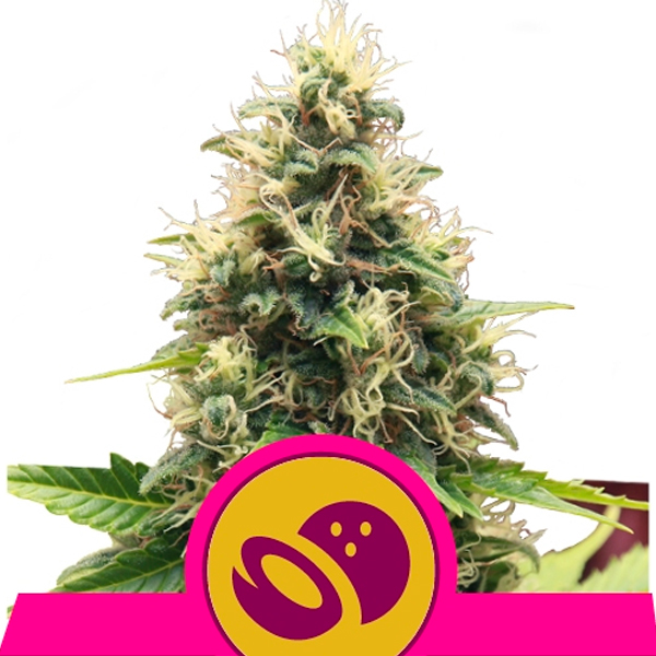 Somango XL 1 u. fem. Royal Queen