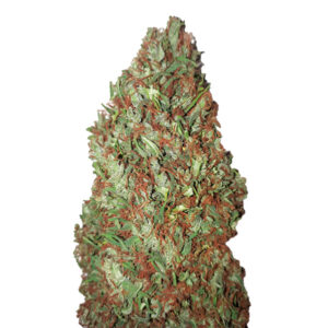 Sour Diesel (0,4/25)  25 u. fem. CBD+ Buds