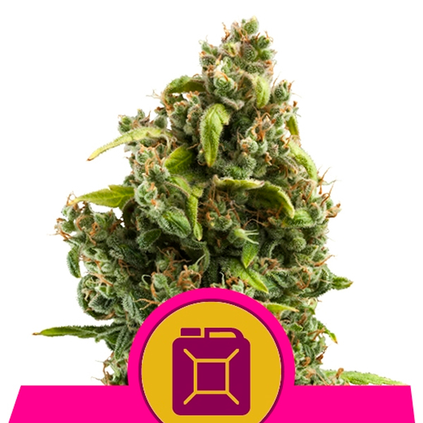 Sour Diesel 3 u. fem. Royal Queen