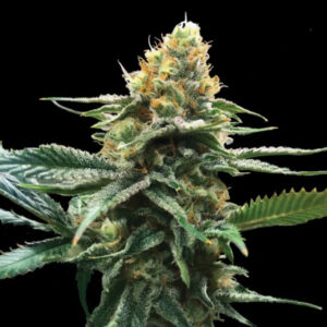 Sour Sorbet  5 u. fem. DNA Genetics