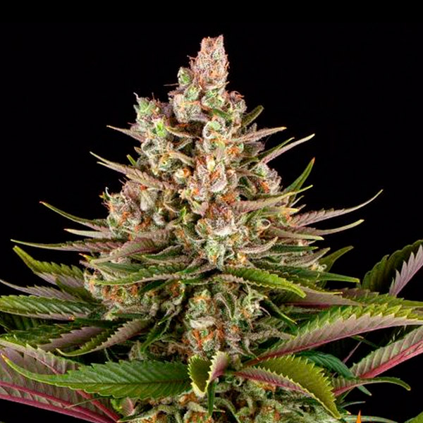 Sour Strawberry 3 u. fem. Barney's