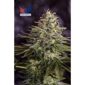 Sticky Dream 3 u. fem. Positronics Seeds