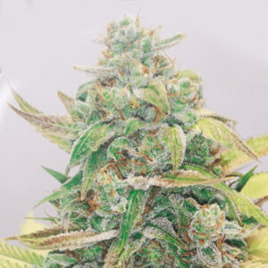 Strawberry Cake CBD 3 ud Medical Seeds