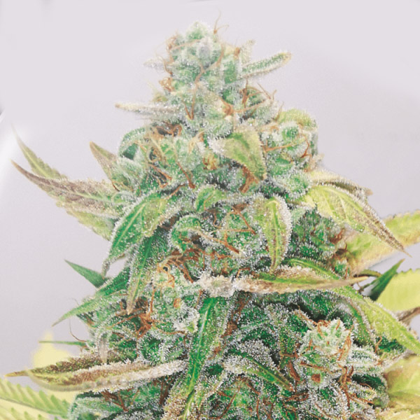 Strawberry Cake CBD 5 ud Medical Seeds