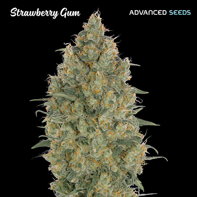 Strawberry Gum 1 u. fem. Advanced Seeds