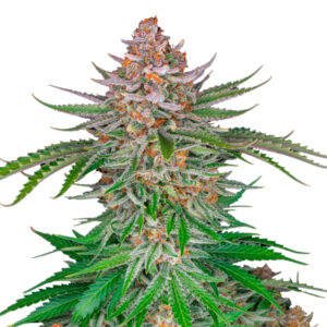 Strawberry Pie Auto  5 u. fem. FastBuds Seeds