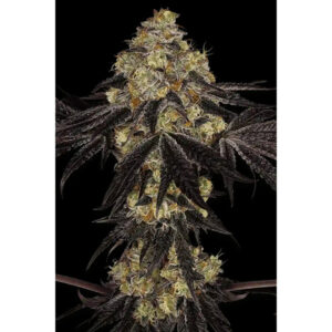 Sunset Paradise  3 u. fem. Paradise Seeds