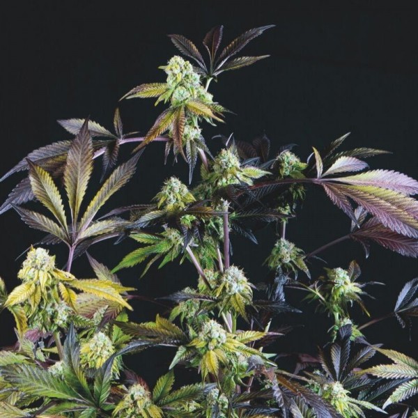 Sunset Sherbet 3 u. fem. Pyramid Seeds