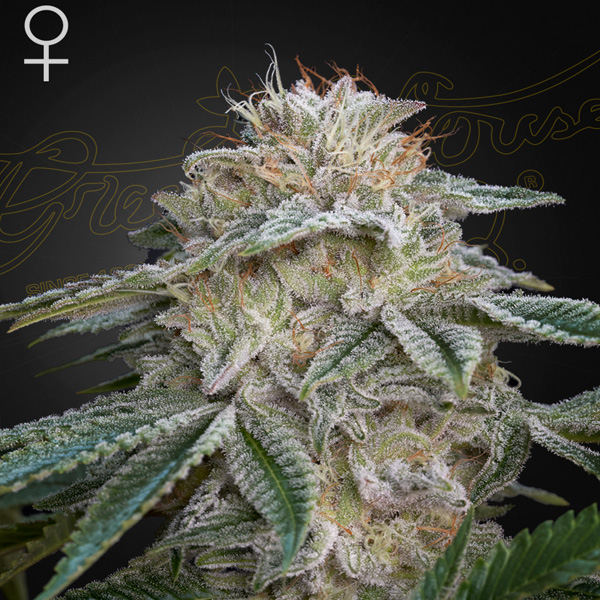 Super Lemon Haze x GMO 10 u. fem. Green House