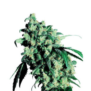Super Skunk 10 u. fem. Sensi Seeds