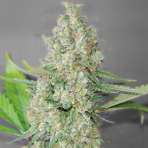 Super Skunk 5u. G13 Labs