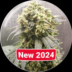 Superfruit CBD 3 u. fem. Medical seeds