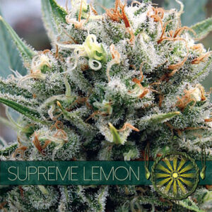 Supreme Lemon 3+1 u. fem. Vision Seeds