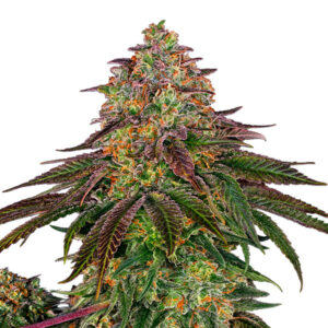 Sweet Cherry Kush 3 u. fem. Sensi Seeds