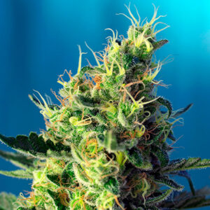Sweet Pure CBD   3+1 u. fem. Sweet Seeds