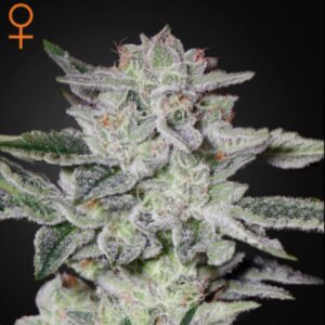 Sweet Valley Kush  1 u. fem. Green House