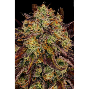 Tangerine Sorbet  5 u. fem. Paradise Seeds