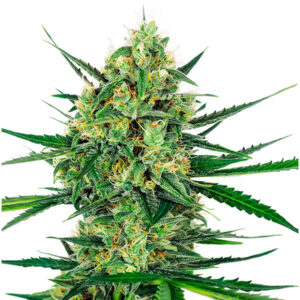 Tangerine Sugar 5 u. fem. Sensi Seeds