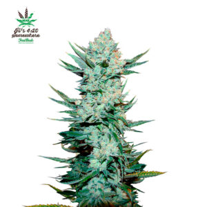 Tangie Matic Auto  5 u. fem. FastBuds Seeds
