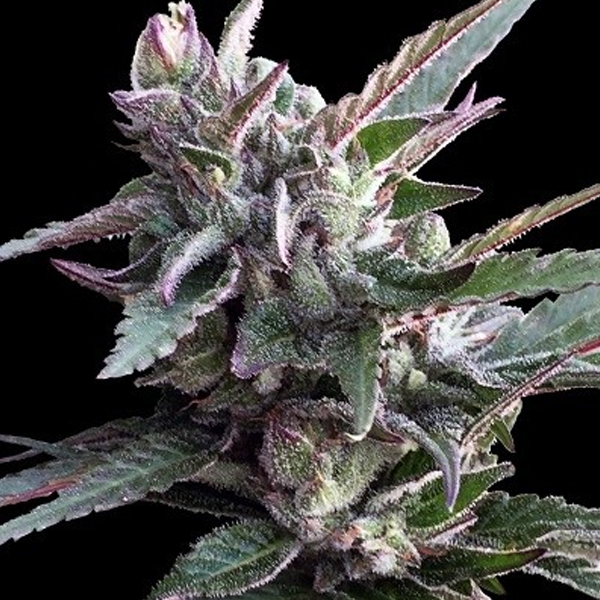 Thai Chi 1 u. fem. Ace Seeds
