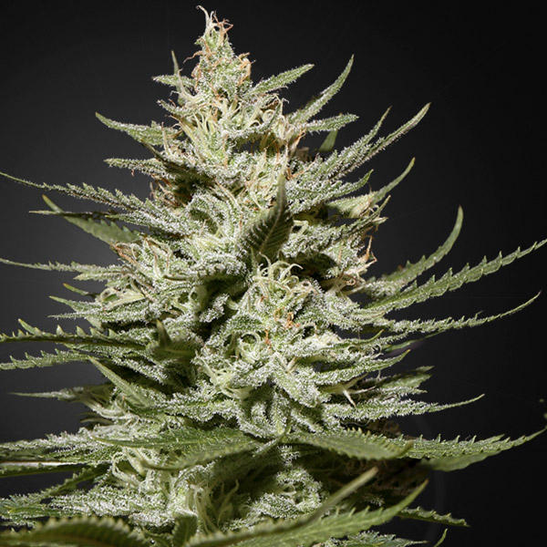 The Church CBD 5 u. fem. Green House