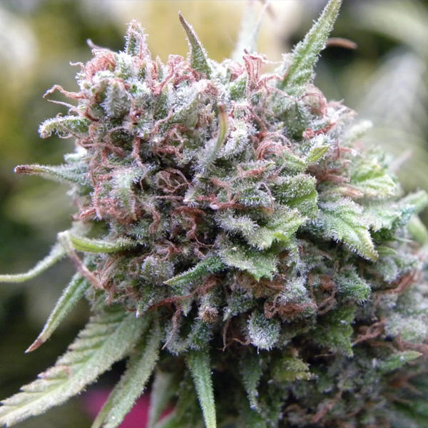 The Cure (AF/SK x HZ (AC)) 15 u. reg. Mr. Nice Ed. Limitada