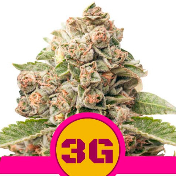 Triple G- 5 u. fem. Royal Queen