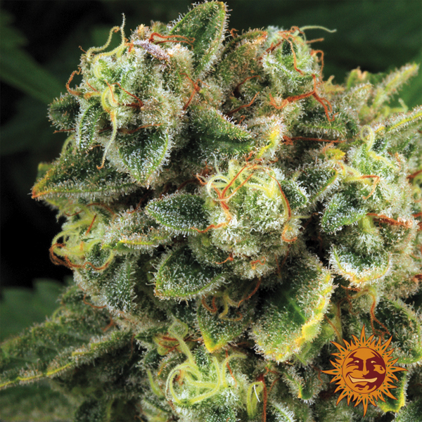 Tropicanna Banana 5 u. fem. Barney's