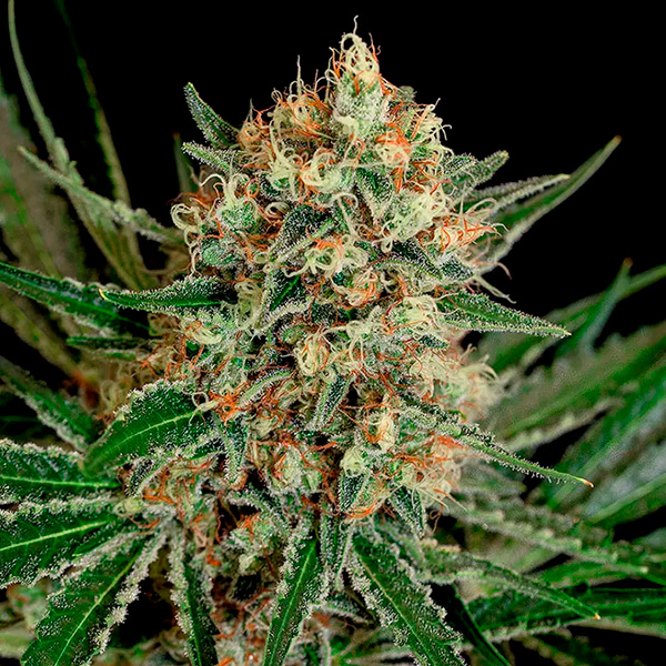 Txerri Bilbo Haze 1 u. fem. Genehtik