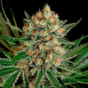 Txerri Bilbo Haze  5 u. fem. Genehtik