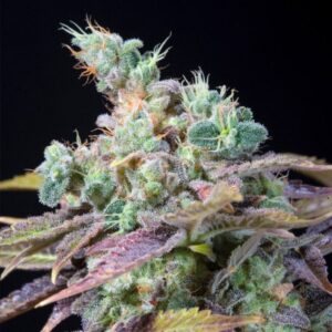 Txomango 25 u. fem. Genehtik Seeds