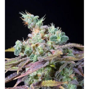 Txomango  5 u. fem. Genehtik Seeds