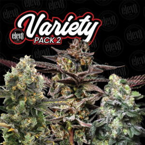 Variety Pack #2 - 6 ud. fem Elev8 Seeds