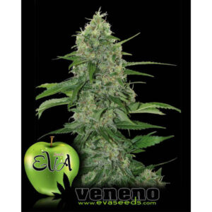 Veneno 3+1 u. fem. Eva Seeds