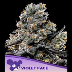 Violet Face 10 u. fem Anesia