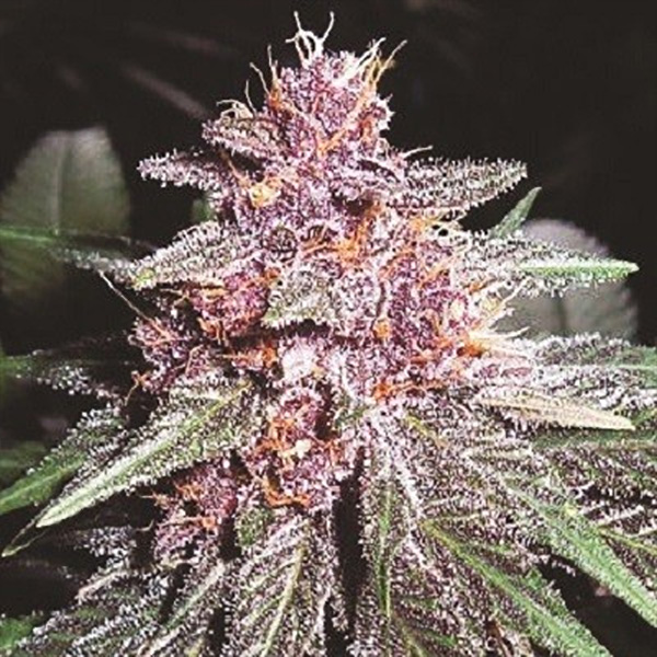 Violeta 1 u. fem. Ace Seeds
