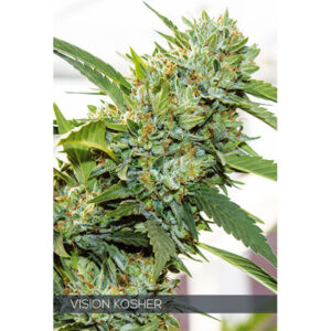 Vision Kosher 3+1 u. fem. Vision Seeds