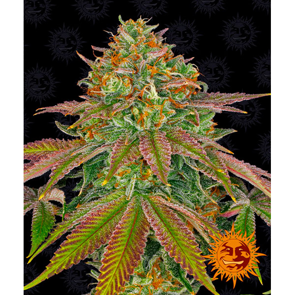 Wedding Cake 3 u. fem. Barney's