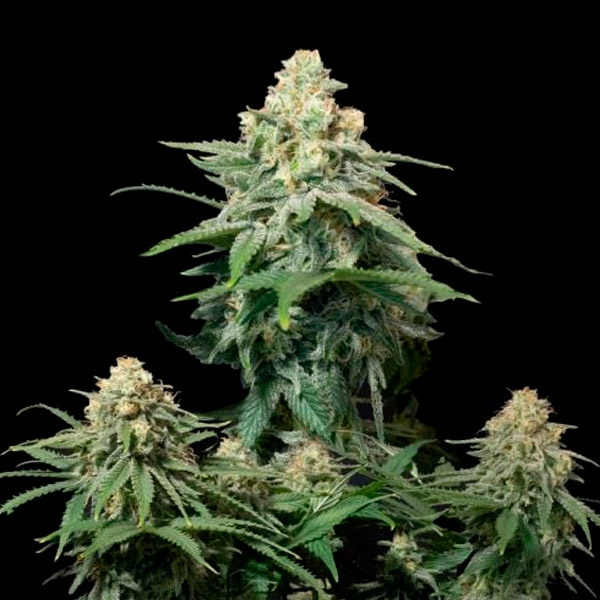 Wedding Cheesecake Fast Flowering 3 u. fem. FastBuds Seeds