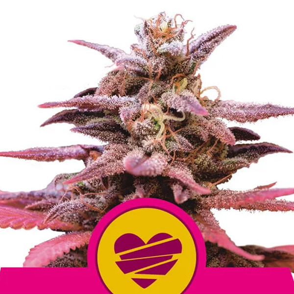 Wedding Crasher 3 u. fem. Royal Queen