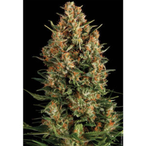 Wembley  1 u. blister x 12 u. fem. Pyramid Seeds