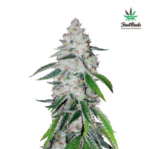West Coast OG Auto  1 u. fem. FastBuds Seeds