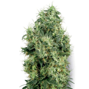 White Gold  5 u. fem. White Label