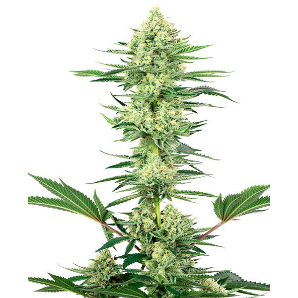 White Gorilla Haze 3 u. fem. White Label