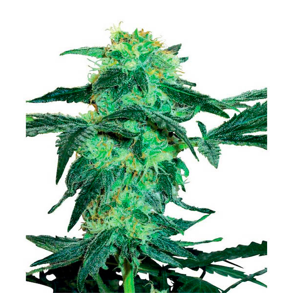 White Ice 1 u. fem. White Label