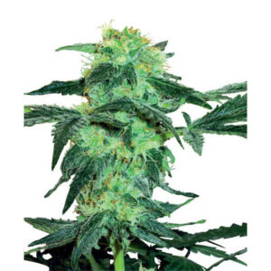 White Ice  5 u. fem. White Label